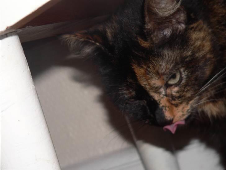 Huskat | Cordula - ♥ billede 3