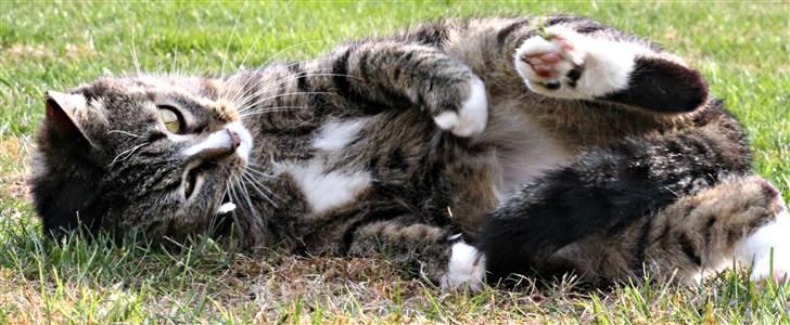 Huskat Pjevs <3 billede 18