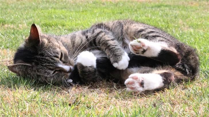 Huskat Pjevs <3 billede 19