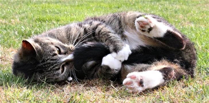 Huskat Pjevs <3 billede 20