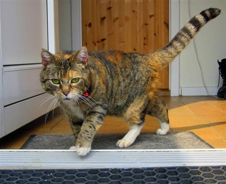 Blanding af racer Bøllemis Aka Daisy - Min lille Tiger <3 billede 1