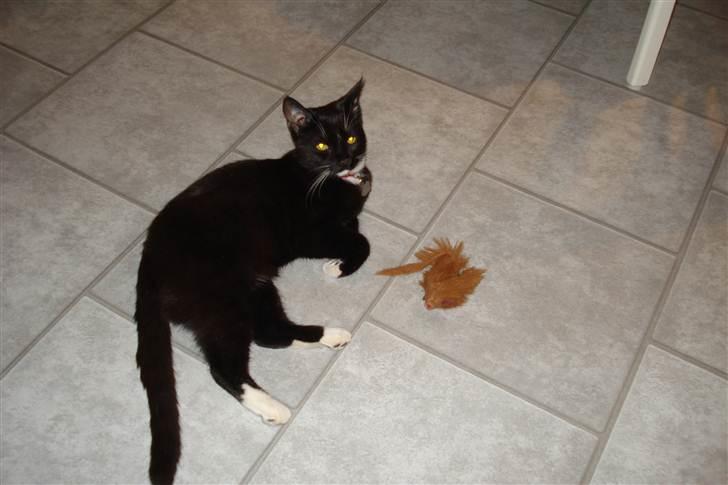 Huskat vitoria billede 9