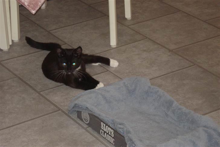 Huskat vitoria billede 2