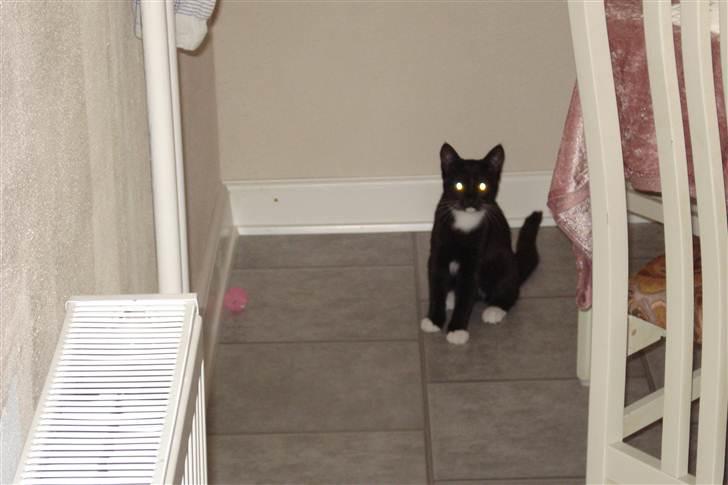 Huskat vitoria billede 3