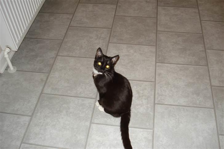 Huskat vitoria billede 4