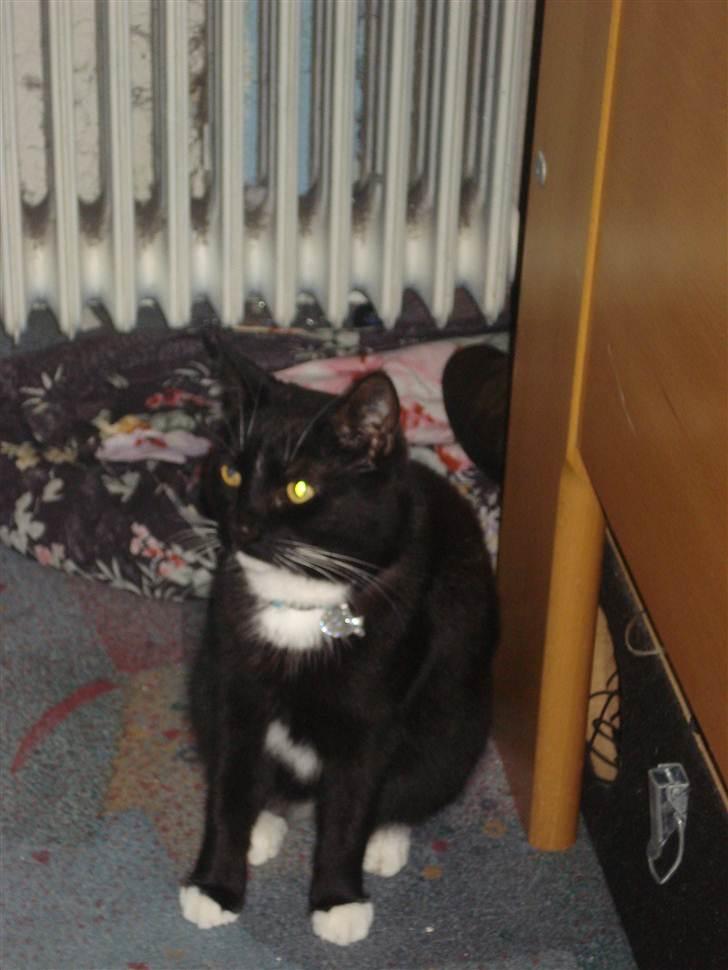 Huskat vitoria billede 6