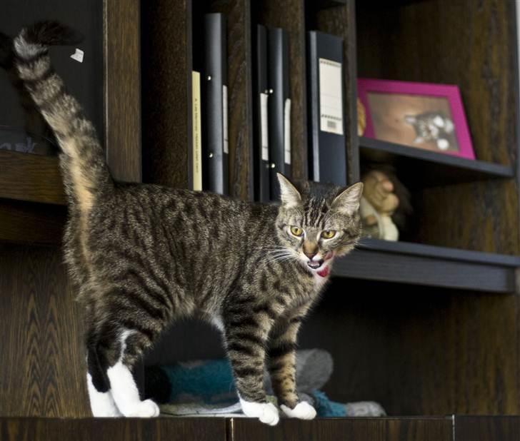 Huskat Chanel - Chanel efter godbid ! ;D  billede 20