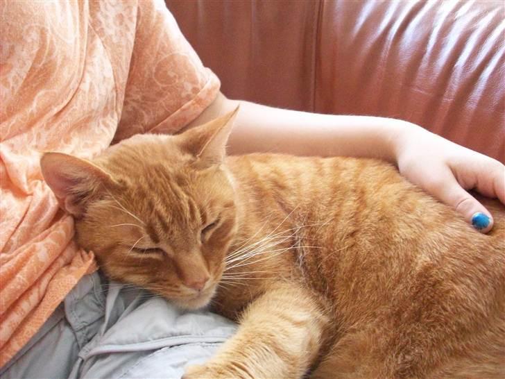 Huskat Garfield - charmetrold billede 10