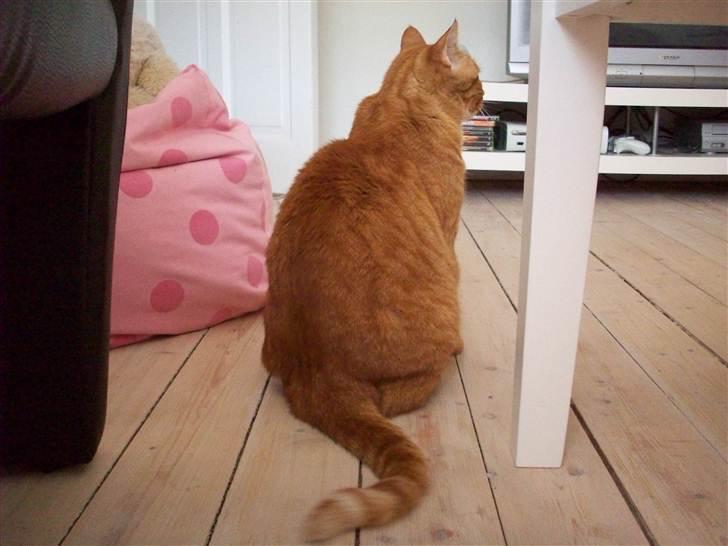 Huskat Garfield - Garfield jaloux over at jeg kæler for dværghamsteren snebold :-) billede 11