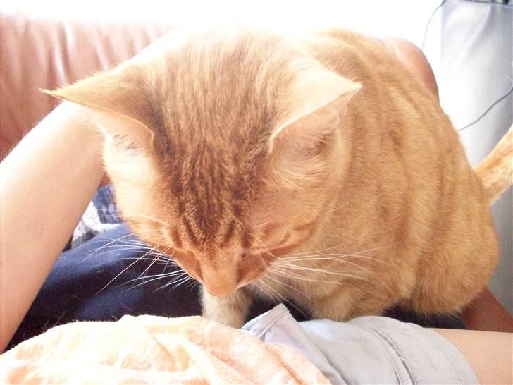 Huskat Garfield - Garfield spiner og nyder at blive kælet. billede 12