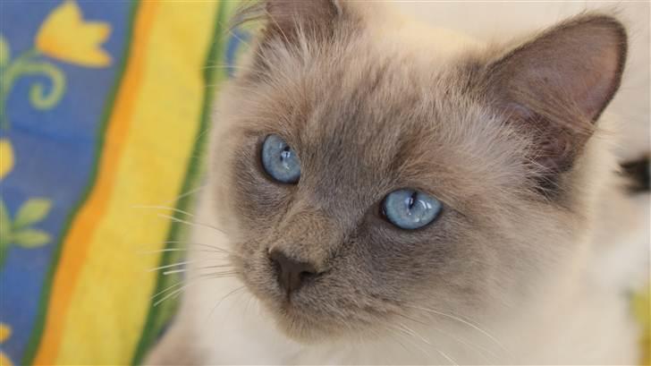Ragdoll Eigil billede 1