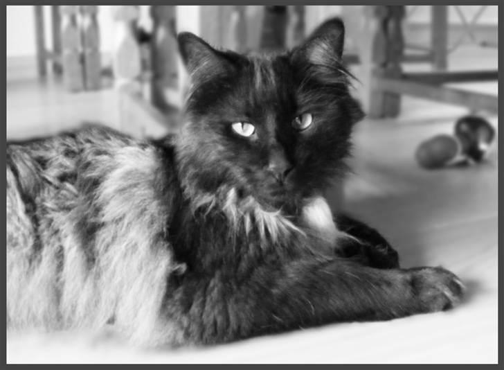 Blanding af racer Nimmer billede 1