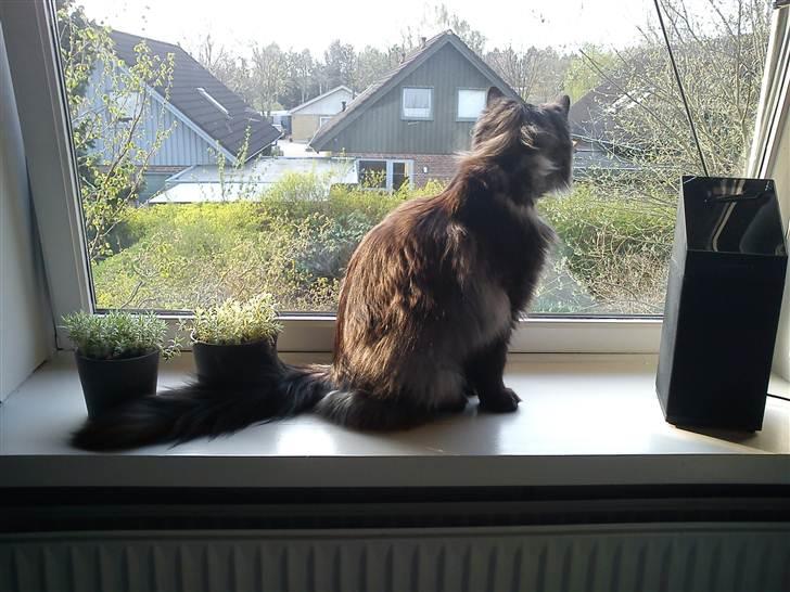 Blanding af racer Nimmer billede 2