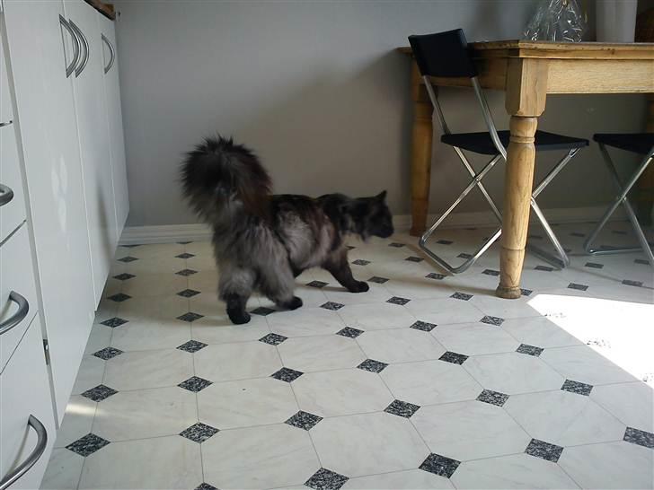 Blanding af racer Nimmer billede 3