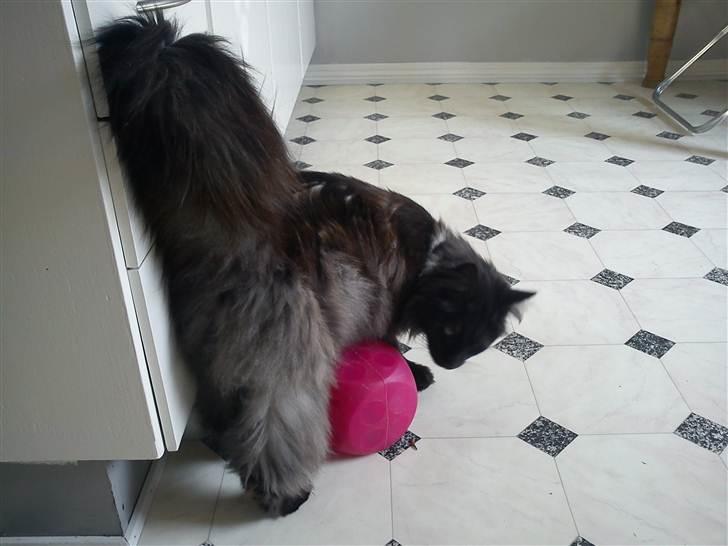 Blanding af racer Nimmer billede 4