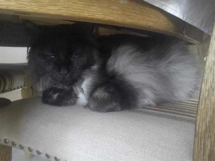 Blanding af racer Nimmer billede 5