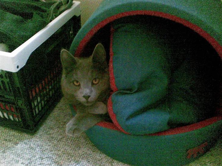 Huskat tazan R:I:P billede 2