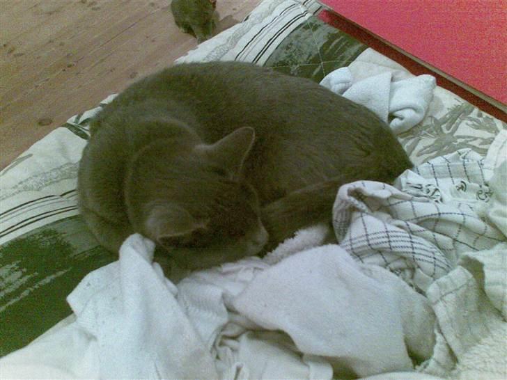 Huskat tazan R:I:P billede 3