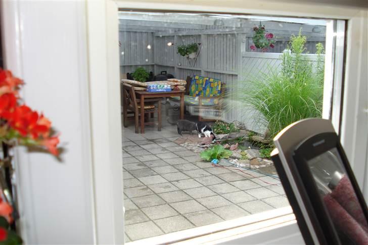 Huskat tazan R:I:P billede 4