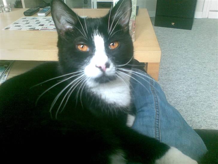 Huskat malde R:I:P billede 1