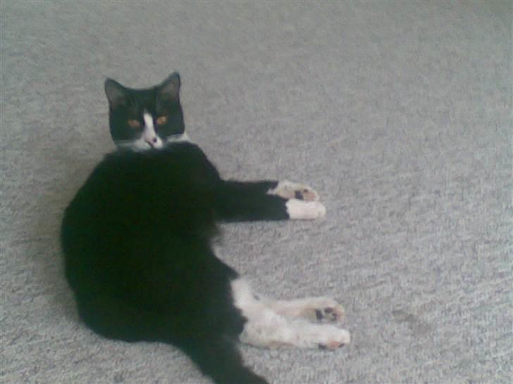 Huskat malde R:I:P billede 2