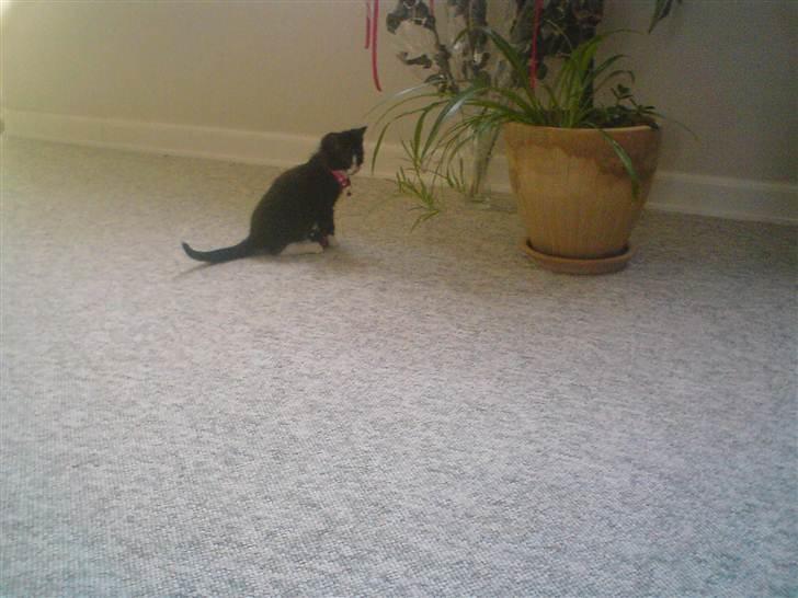 Huskat malde R:I:P billede 4