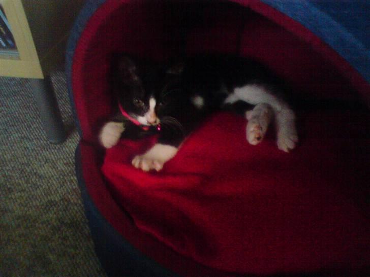 Huskat malde R:I:P billede 5