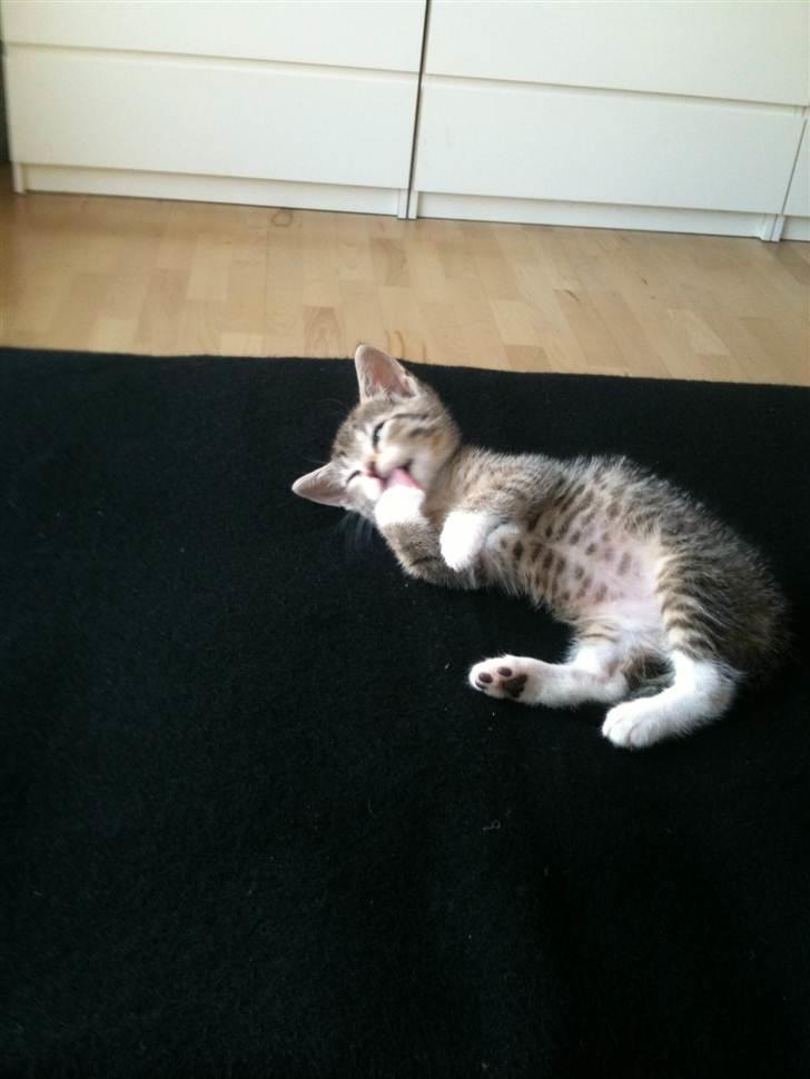 Huskat Chilli billede 2