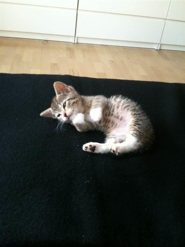 Huskat Chilli billede 4