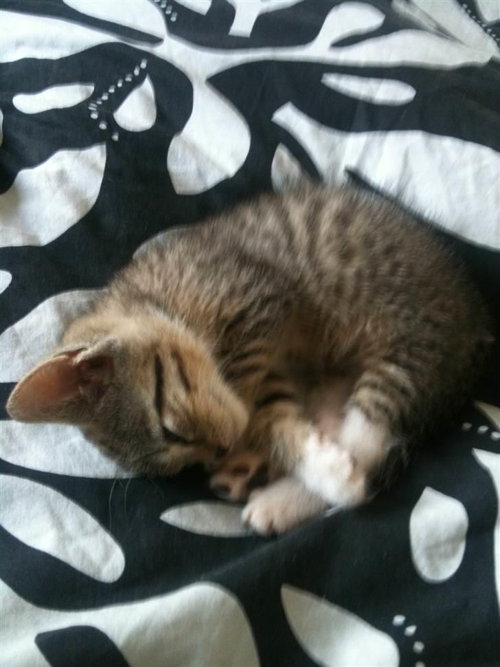 Huskat Chilli billede 8