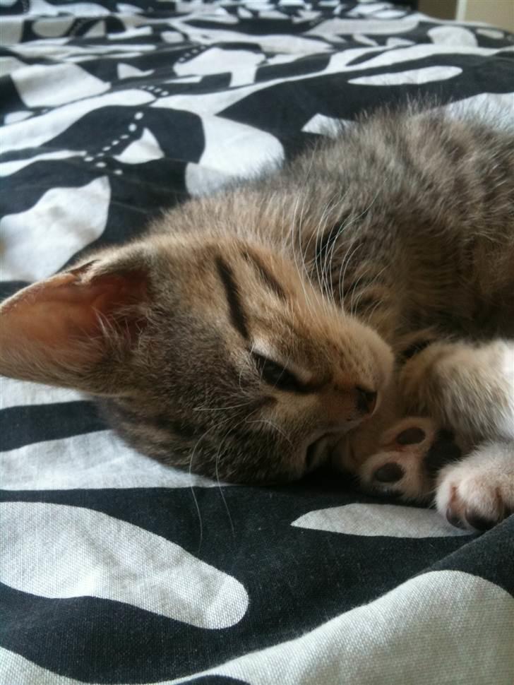 Huskat Chilli billede 9