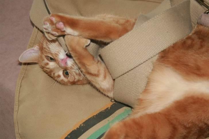 Huskat Raja billede 1