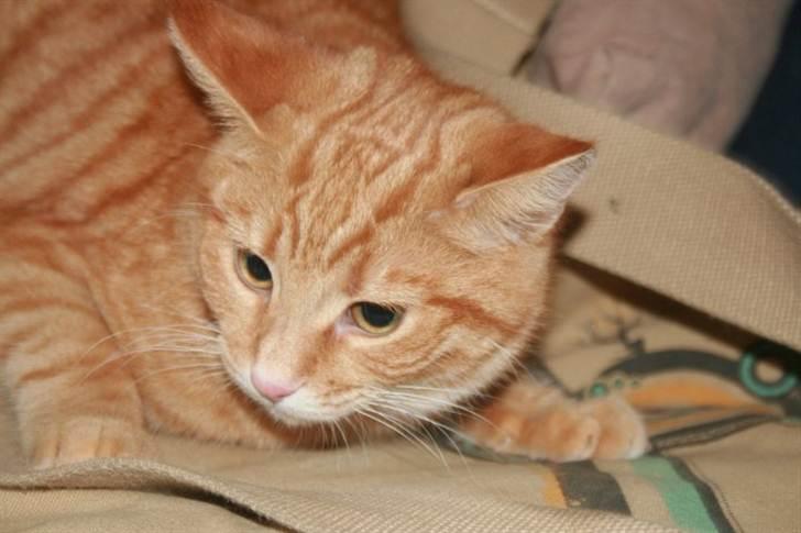 Huskat Raja billede 2