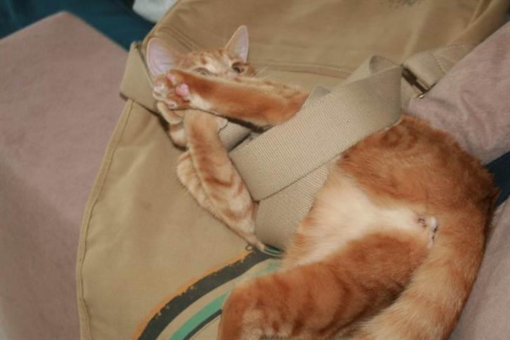 Huskat Raja billede 5