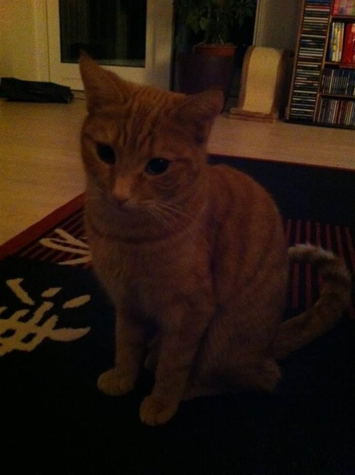 Huskat Raja billede 6