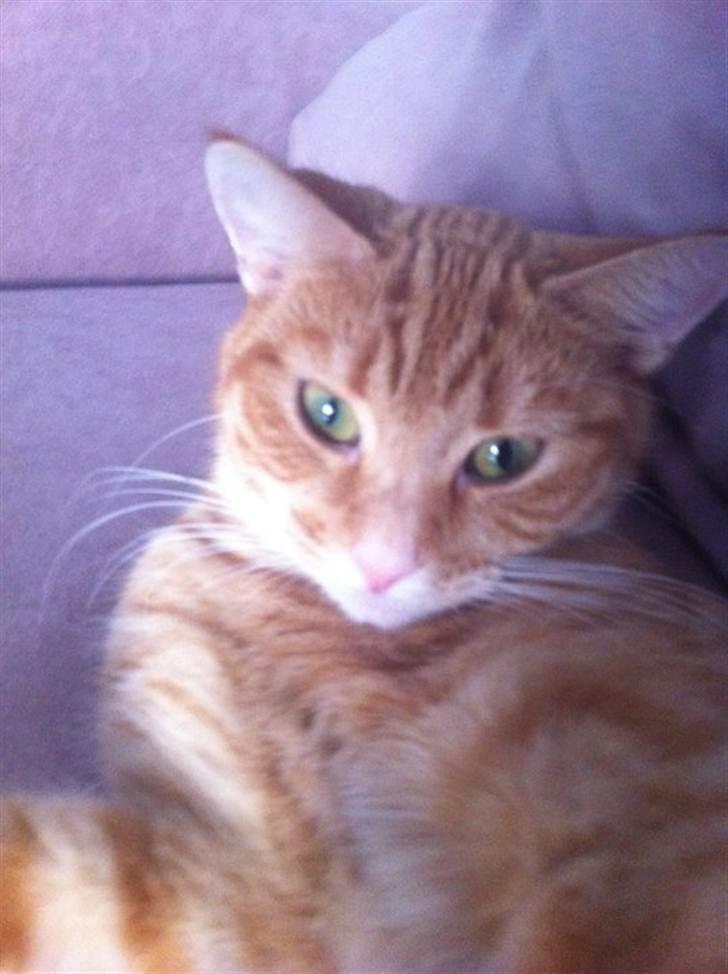 Huskat Raja billede 8