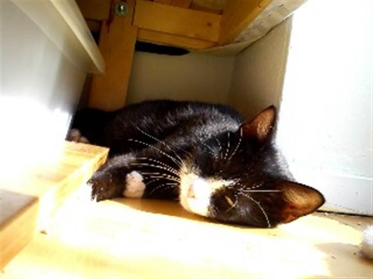 Huskat Pussi [FORSVUNDET] billede 2