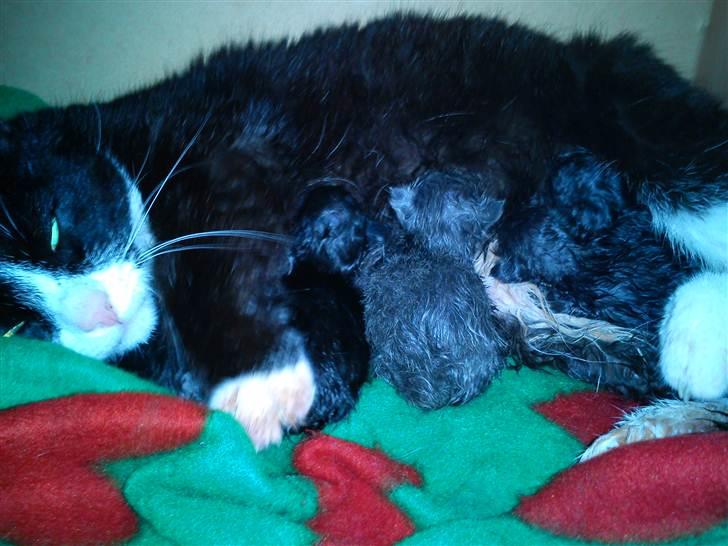 Huskat Pussi [FORSVUNDET] billede 5