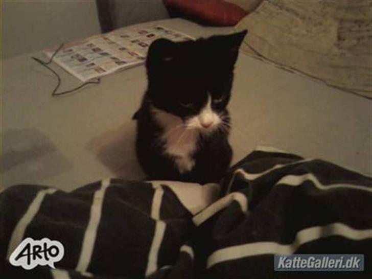 Huskat Pussi [FORSVUNDET] - Pussi som ung billede 10