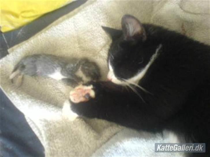 Huskat Pussi [FORSVUNDET] billede 7