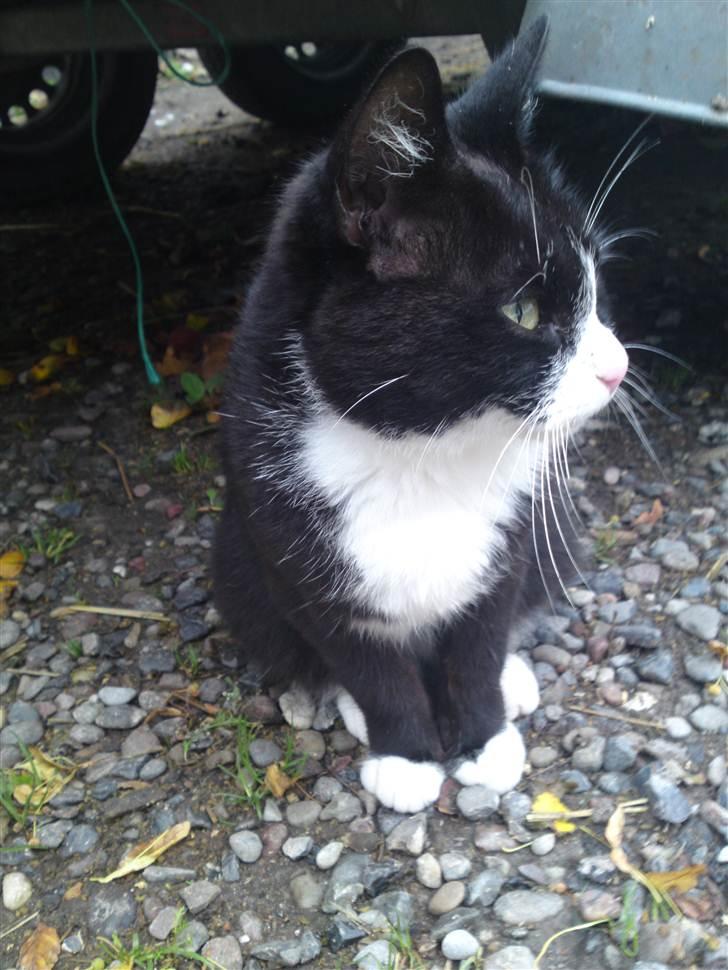 Huskat Pussi [FORSVUNDET] billede 8