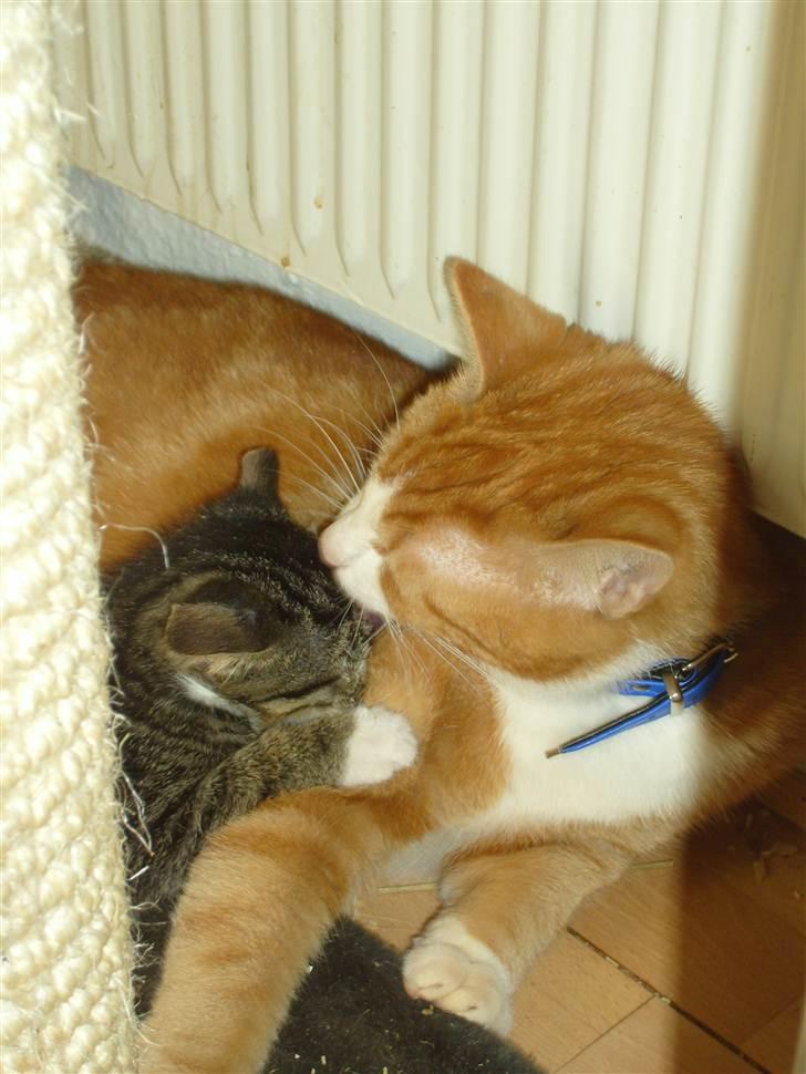 Huskat Garfield billede 1