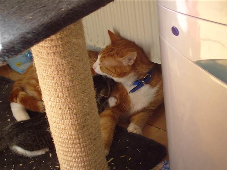 Huskat Garfield billede 2