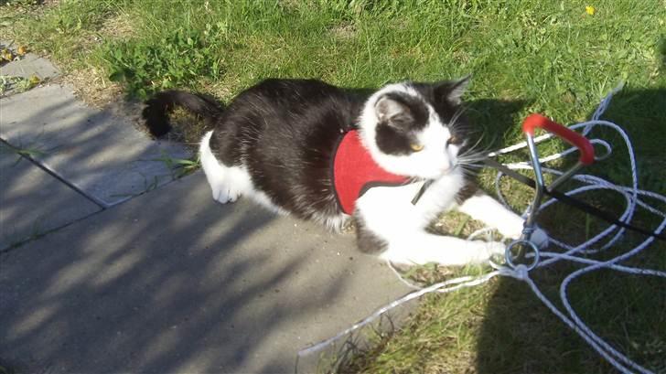 Huskat James <3 billede 3