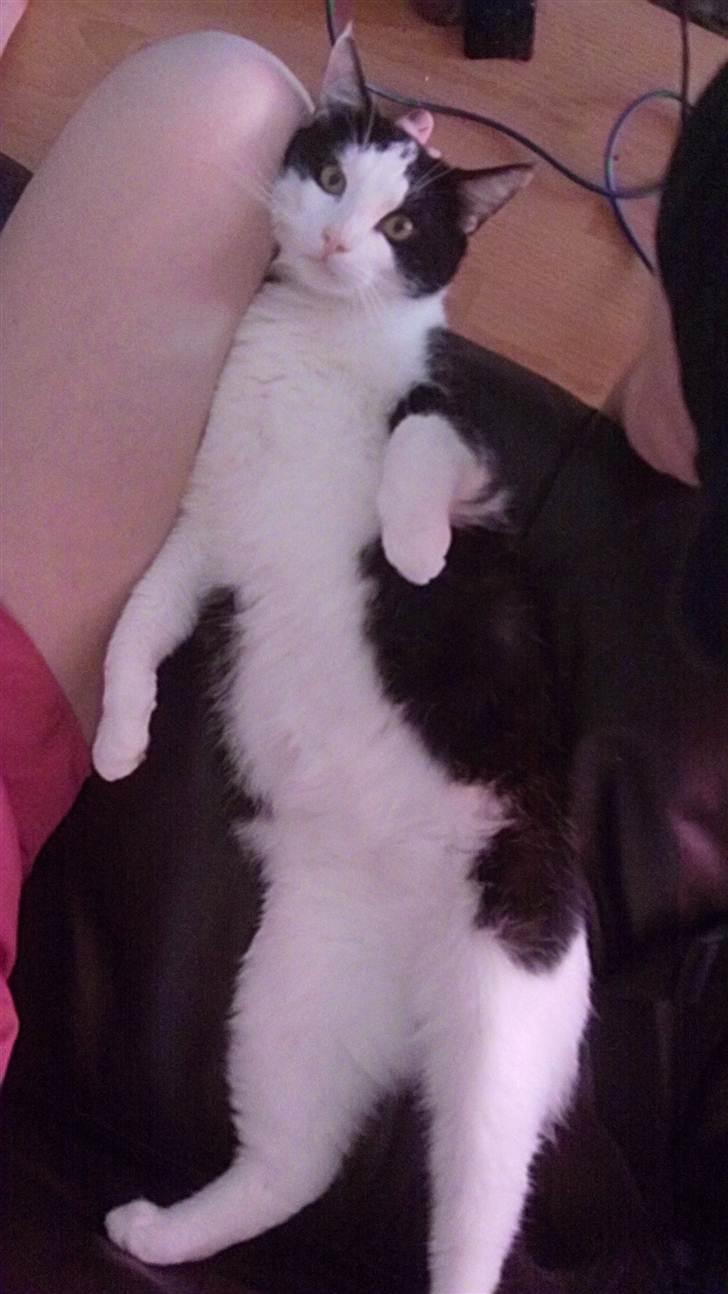 Huskat James <3 billede 5