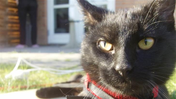 Huskat Jack <3 - Velkommen til. (: billede 1