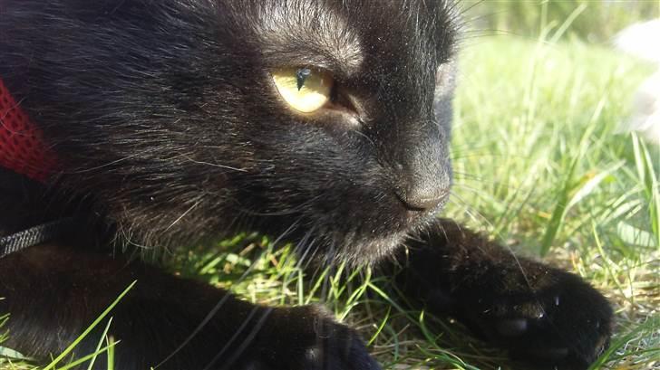 Huskat Jack <3 billede 2