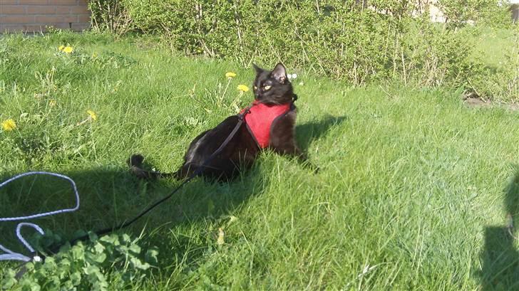 Huskat Jack <3 billede 3