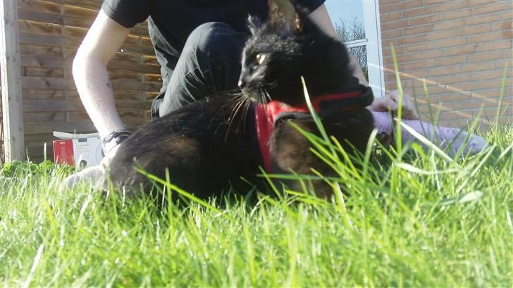 Huskat Jack <3 billede 5