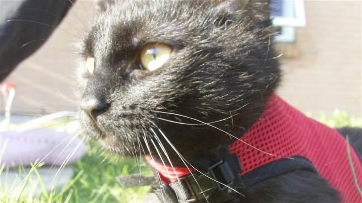 Huskat Jack <3 billede 6